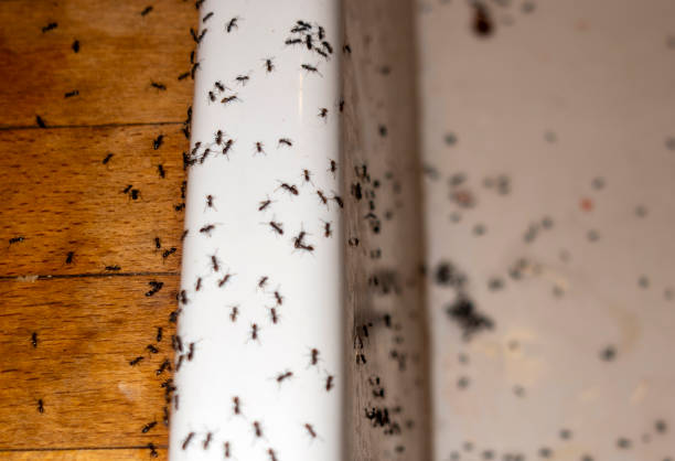 Best Residential Pest Control  in Oceanside, NY