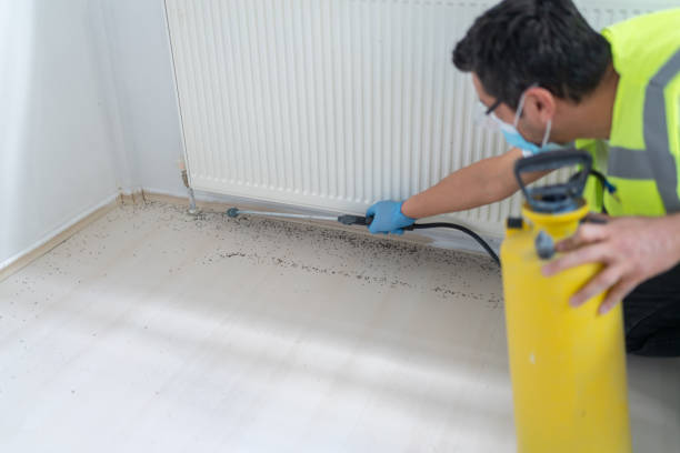 Best Local Pest Control Services  in Oceanside, NY